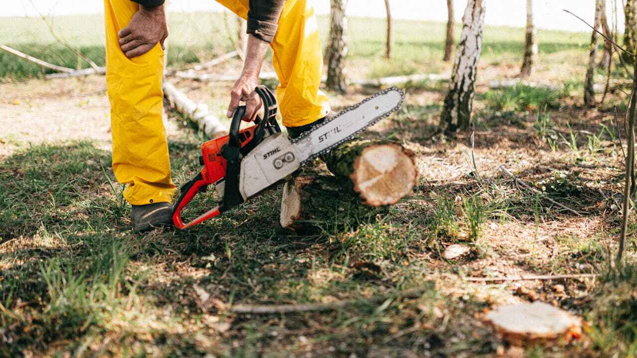 Tree Root Removal in Johnsburg, IL